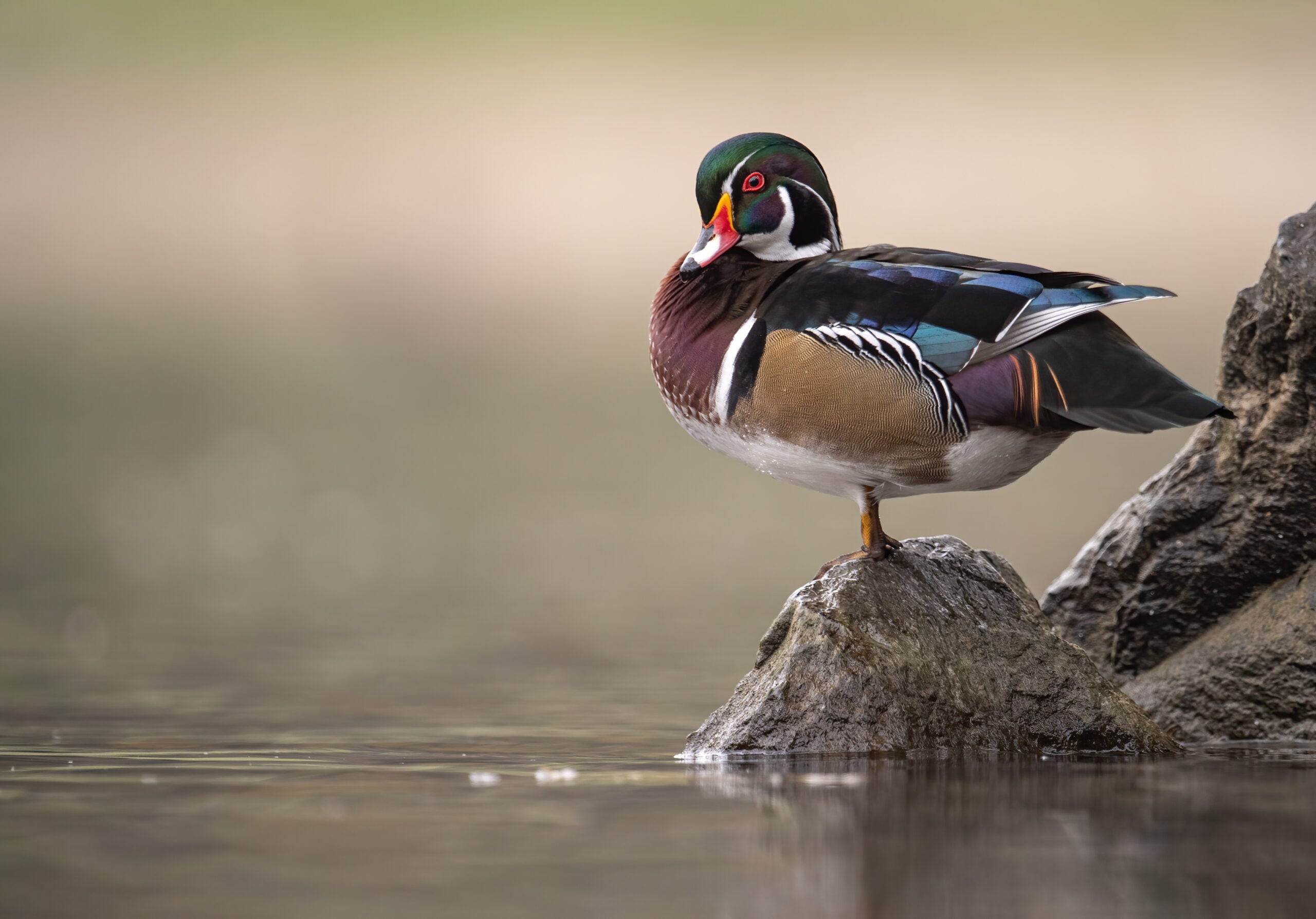 wood duck standing on rock