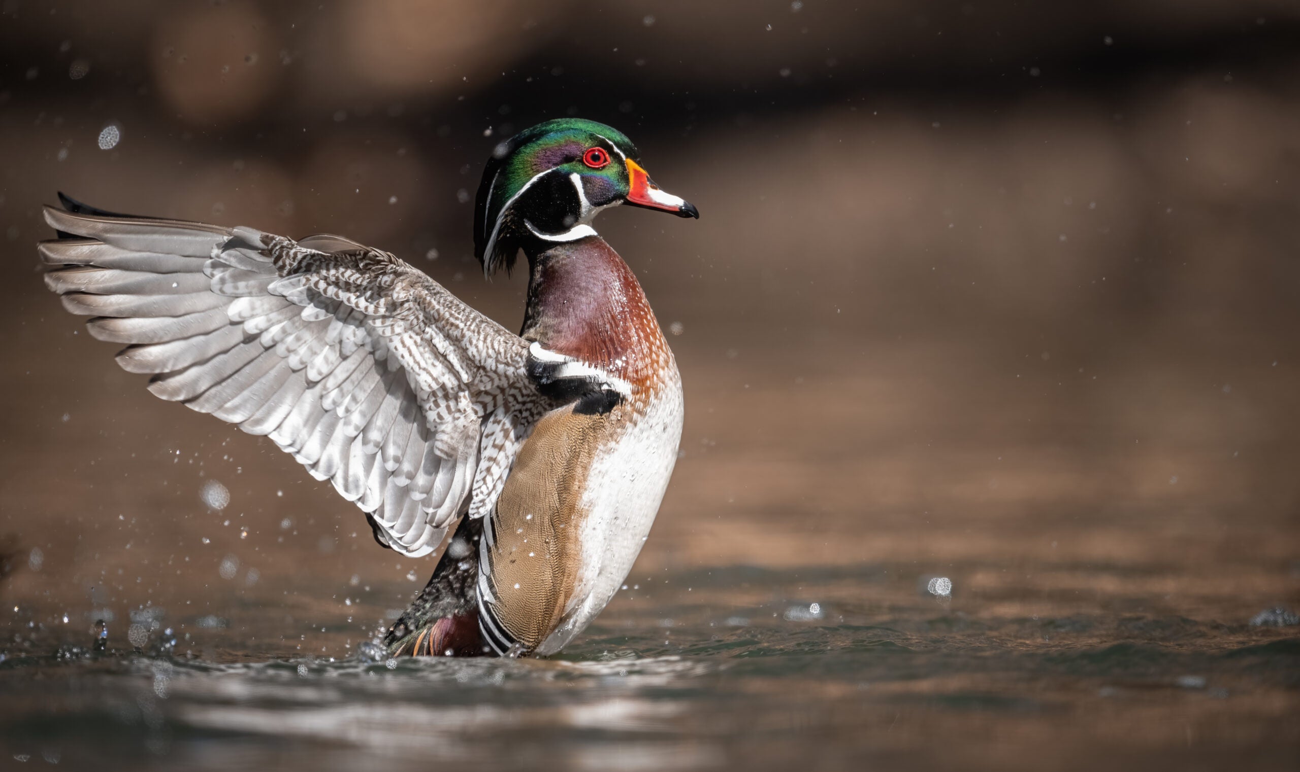 drake wood duck
