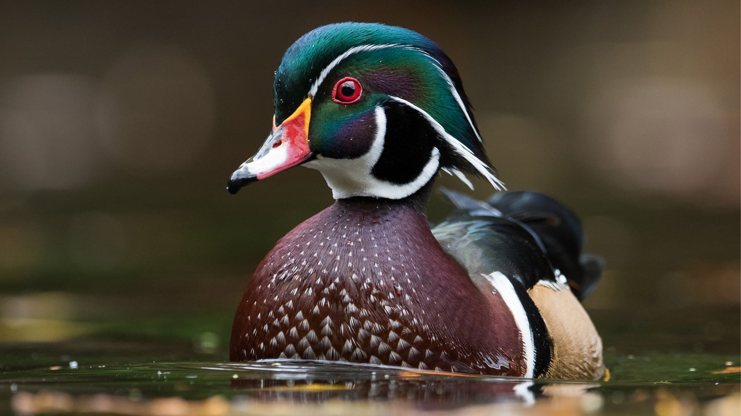 drake wood duck swimming