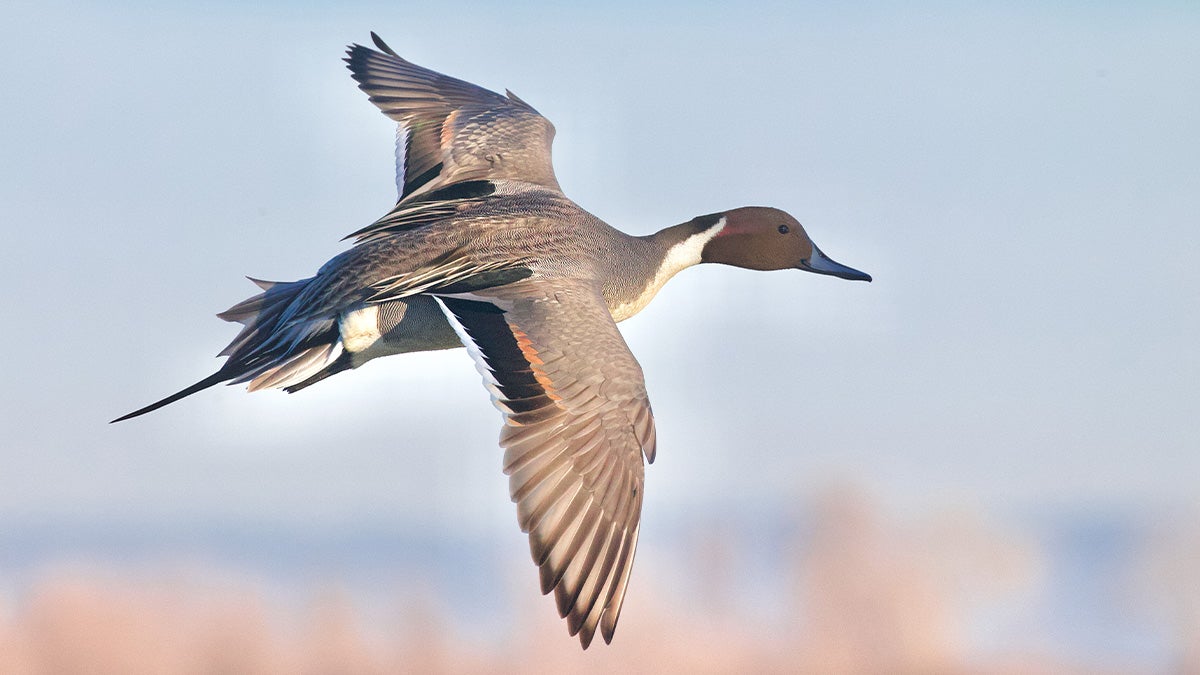A drake pintail flying.