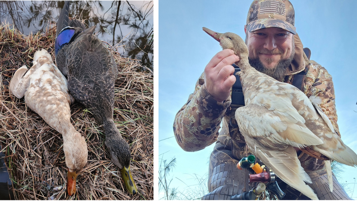 hunter with white duck